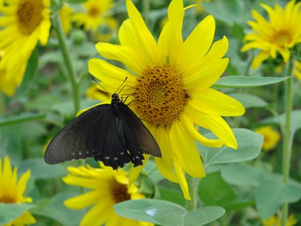 butterfly & sunflower