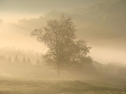 christmas tree farm in fog