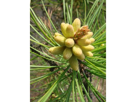 loblolly pine