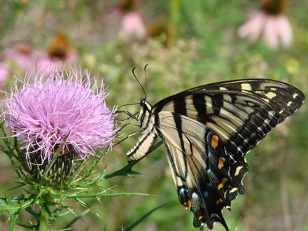 thistle & butterfly