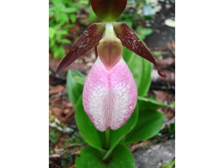 wild lady slippers