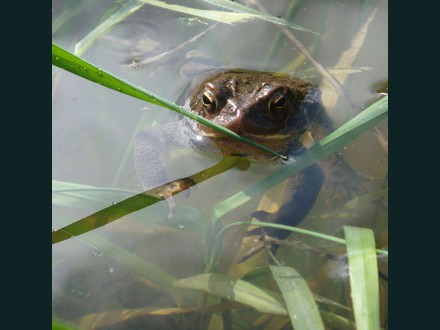 017 Common Toad