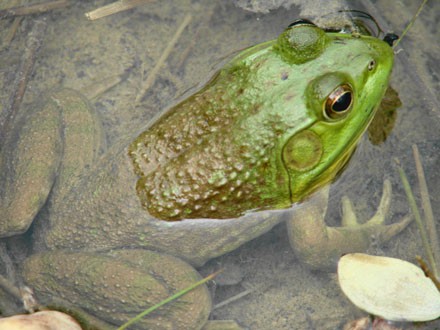 018 Bullfrog