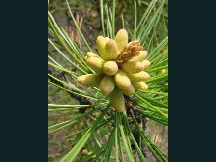 026 Loblolly Pine