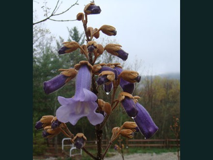 029 Coffee Tree Bloom