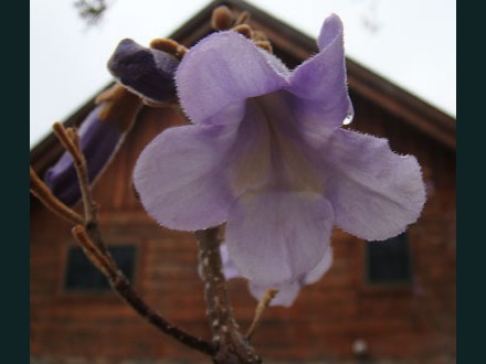 031 Coffee Tree Bloom