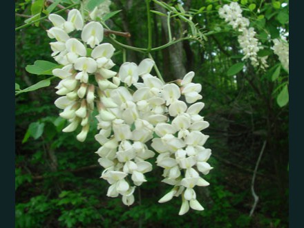 033 Field Locust Bloom