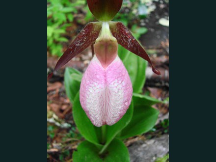 048 WildFlower, Lady Slippers