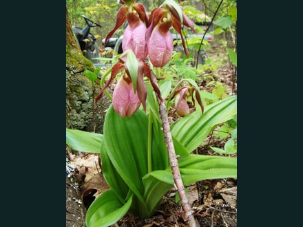 049 WildFlower, Lady Slippers