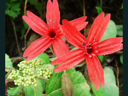 051 Wildflower, Red Star of David