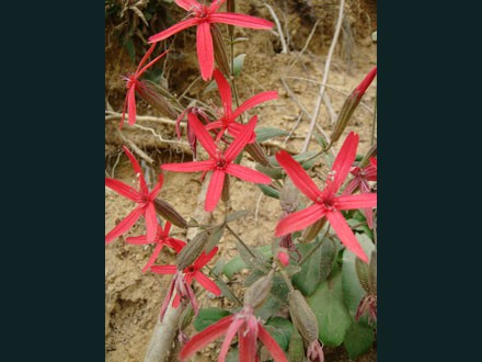 052 Wildflower, Red Star of David