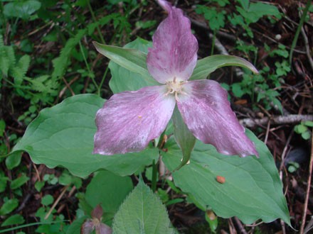 053 Wildflower,Trillium