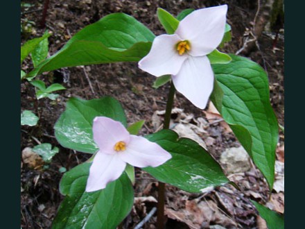 055 Wildflower,Trillium