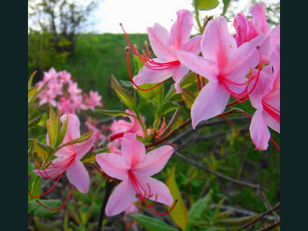 056 Wild Azalea