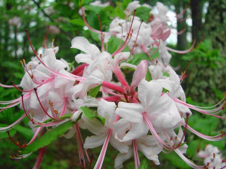 057 Wild Azalea